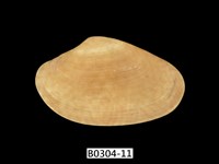 藏品(波紋橫簾蛤)的圖片